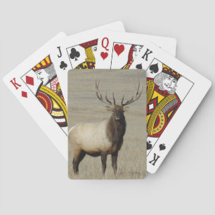 E46 tjurälg Stor tjur Casinokort