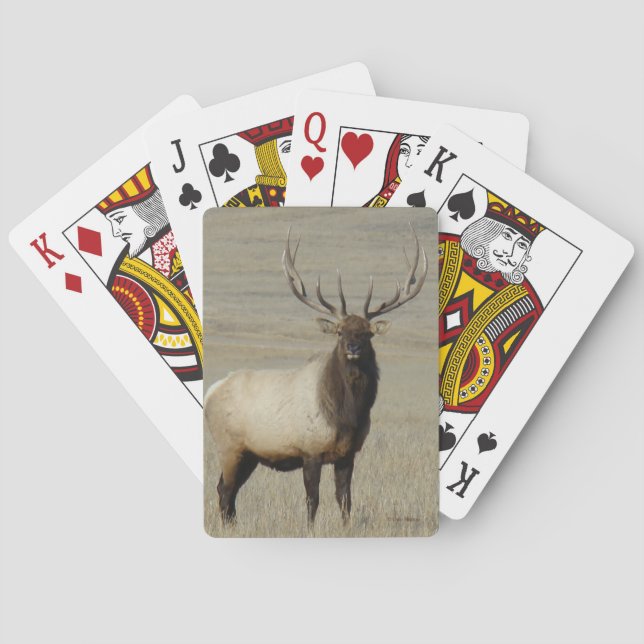 E46 tjurälg Stor tjur Casinokort (Baksidan)