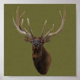E48 Bull Elk Head i Velvet Poster