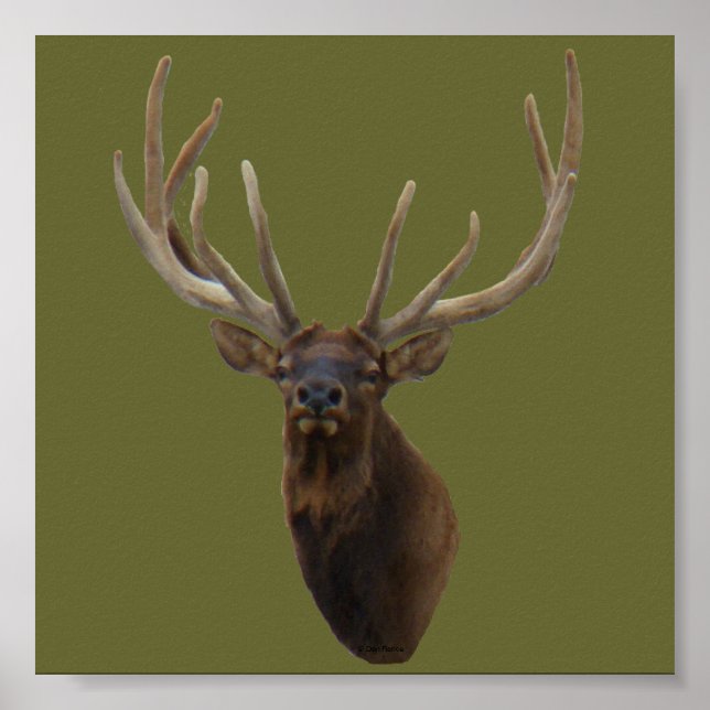 E48 Bull Elk Head i Velvet Poster (Framsidan)