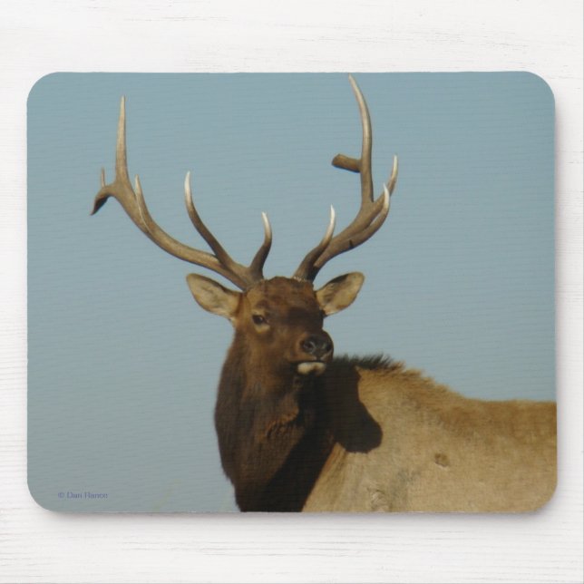 E49 Bull Elk Head and Shoulders Musmatta (Framsidan)