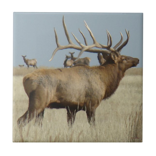 E4 Bull Elk Big Bull Kakelplatta (Framsidan)