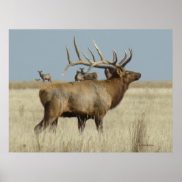E4 Bull Elk Herd Chef Poster
