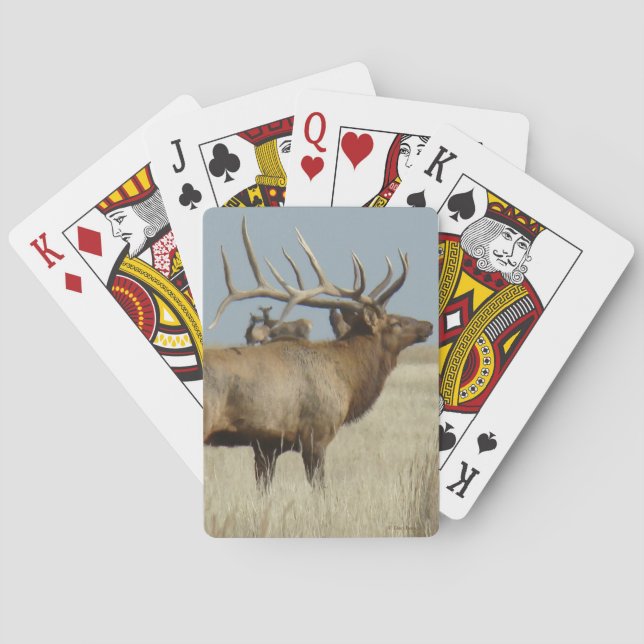 E4 Bull Elk Herd Master Casinokort (Baksidan)