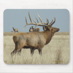 E4 Bull Elk Herd Master Musmatta