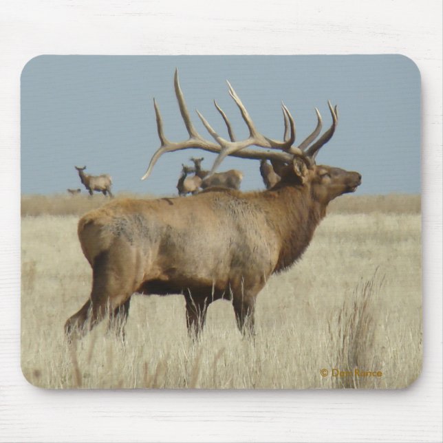 E4 Bull Elk Herd Master Musmatta (Framsidan)