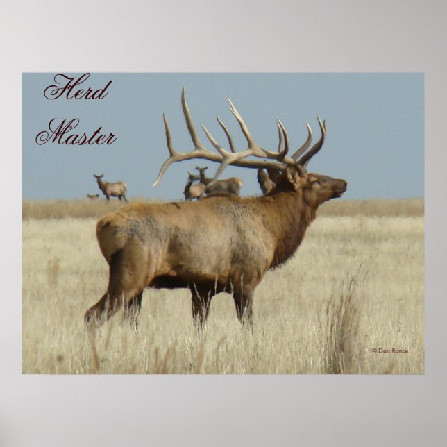 E4 Bull Elk Herd Master Poster (Framsidan)