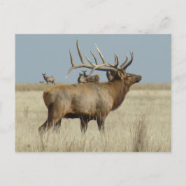 E4 Bull Elk Vykort