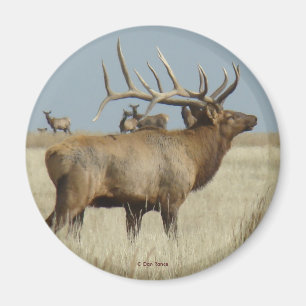 E4 tjur älg flock hjordledare magnet