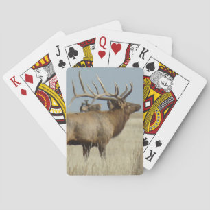 E4 Tjur Älg Hjortflock Chef Casinokort