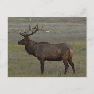 E52 Bull Elk Big Bull Vykort
