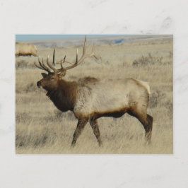 E55 Bull Elk Big Bull Vykort