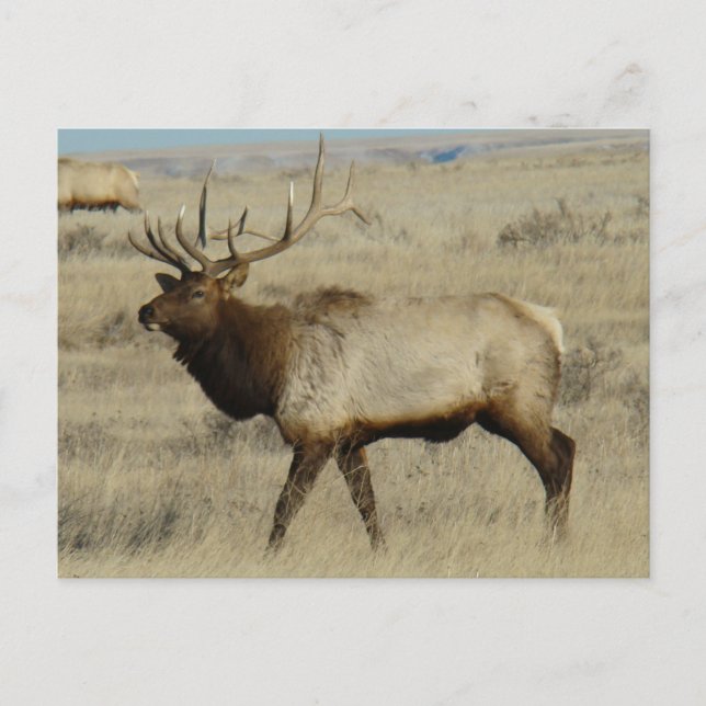 E55 Bull Elk Big Bull Vykort (Framsida)