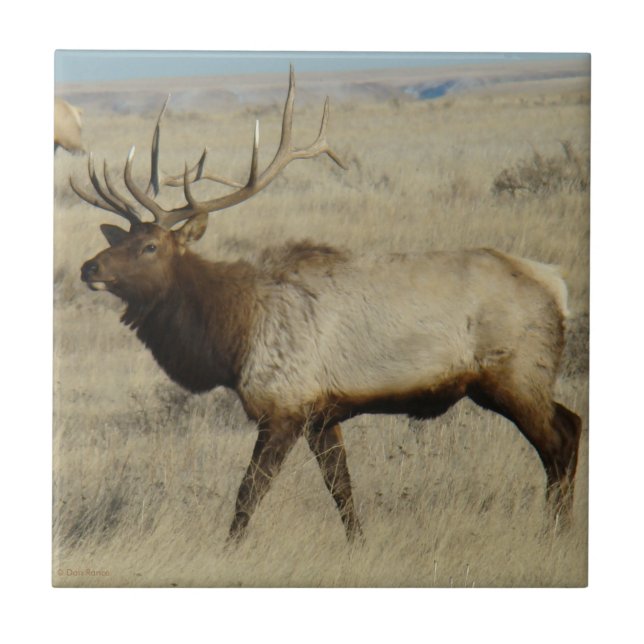 E55 Bull Elk Kakelplatta (Framsidan)