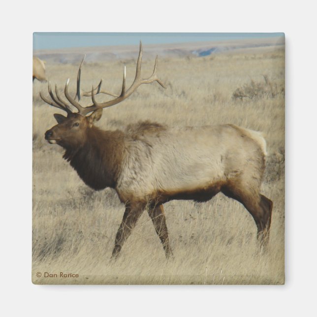 E55 Bull Elk Magnet (Framsidan)