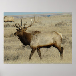 E55 Elk Kronhjort Poster