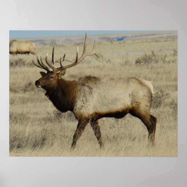 E55 Elk Kronhjort Poster (Framsidan)