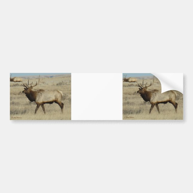E55a Bull Elk Bildekal (Framsidan)