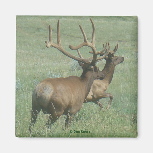 E56 Bull Elk in Velvet Magnet (Framsidan)