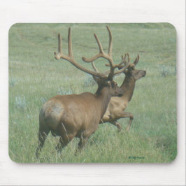 E56 Bull Elk in Velvet Musmatta