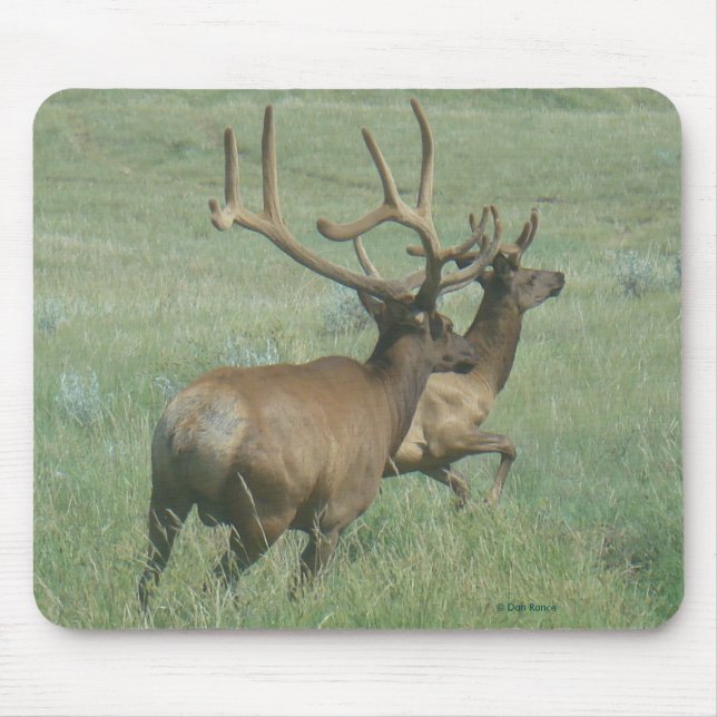 E56 Bull Elk in Velvet Musmatta (Framsidan)