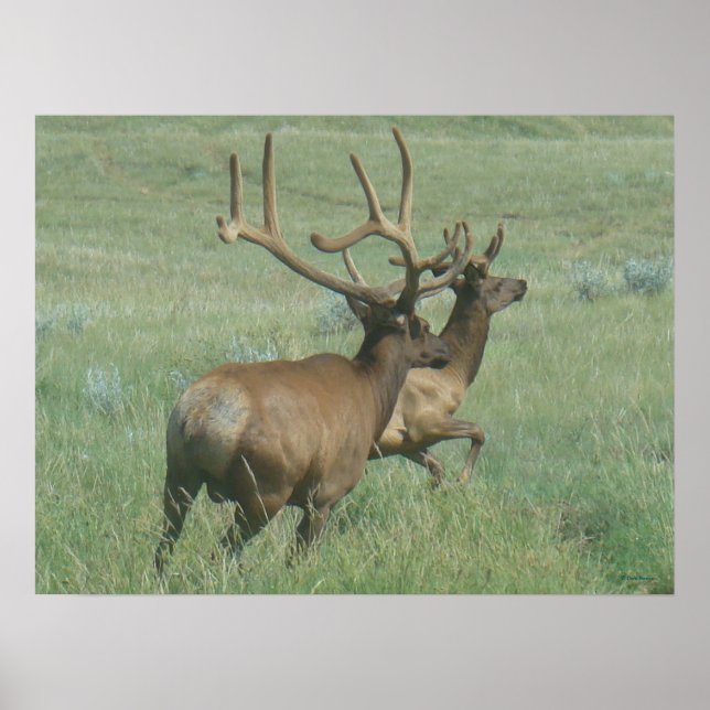 E56 Bull Elk in Velvet Poster (Framsidan)
