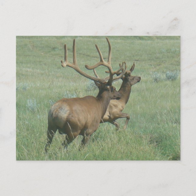 E56 Bull Elk in Velvet Vykort (Framsida)