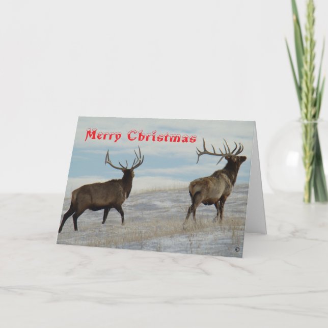 E57 Big Bulls on Snow Christmas Card Tack Kort (Framsida)