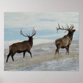 E57 Bull Elk Lucky 13 Bull Poster