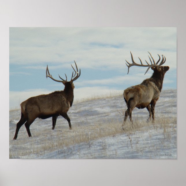 E57 Bull Elk Lucky 13 Bull Poster (Framsidan)
