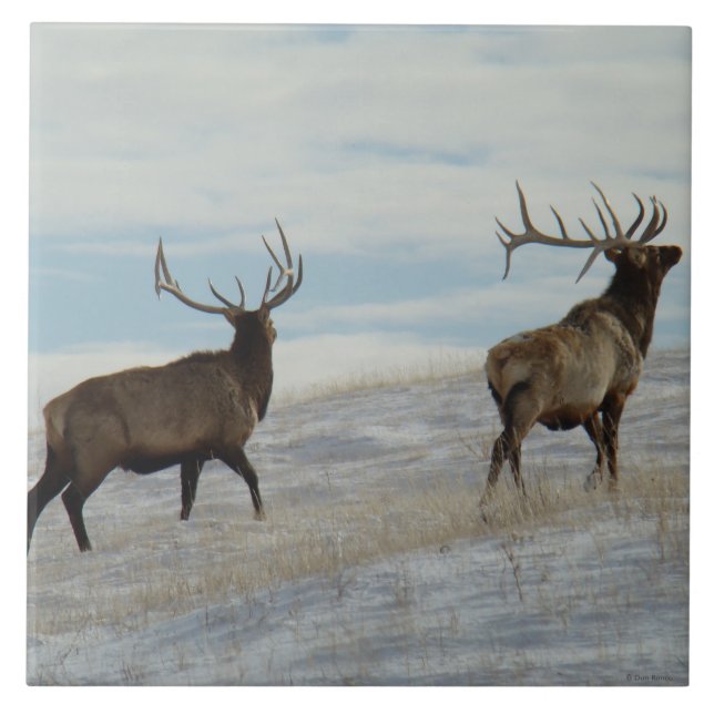 E57 Elk Bull Lucky 13 Bull Kakelplatta (Framsidan)