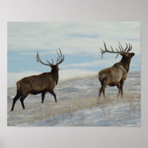 E57 Elk Bull Lucky 13 tjur Poster