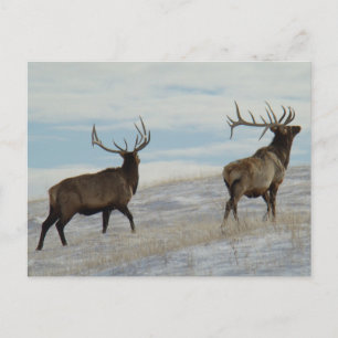 E57 Elk Bull Lucky 13 tjur Vykort