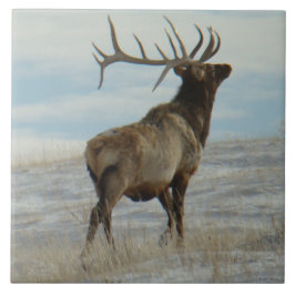 E58 Bull Elk Lucky 13 Bull Kakelplatta