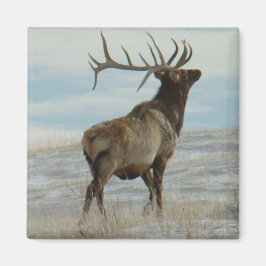 E58 Bull Elk Lucky 13 Bull Magnet