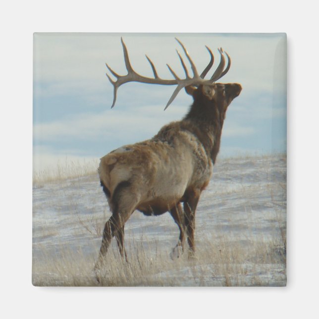 E58 Bull Elk Lucky 13 Bull Magnet (Framsidan)