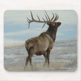 E58 Bull Elk Lucky 13 Bull Musmatta