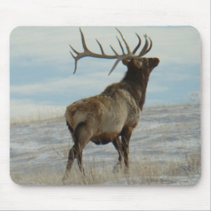 E58 Bull Elk Lucky 13 Bull Musmatta