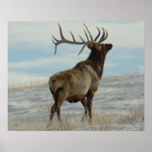E58 Bull Elk Lucky 13 Bull
