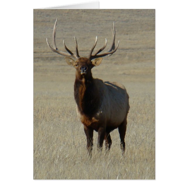 E59 Bull Elk Hälsningskort (Framsidan)