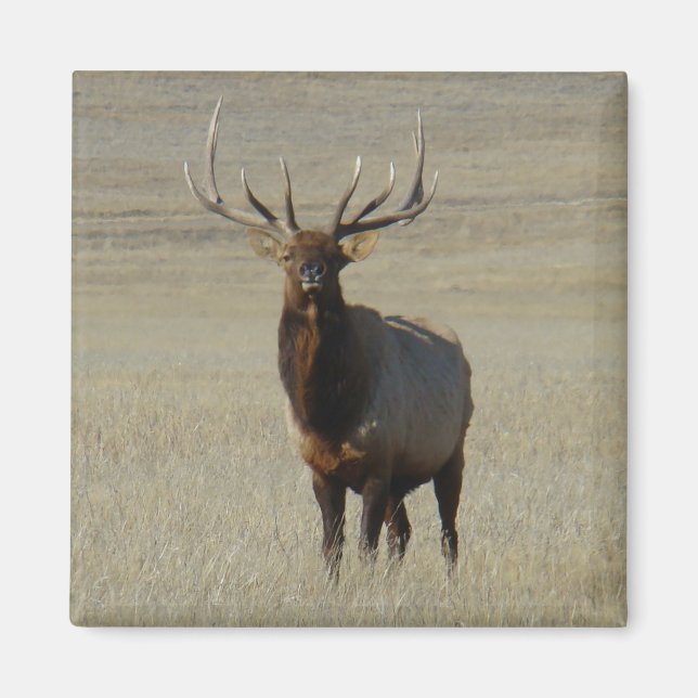 E59 Bull Elk Magnet (Framsidan)