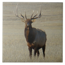 E59 Elkbulle Kakelplatta