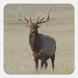 E59 Wapiti Tjuren Fyrkantigt Klistermärke