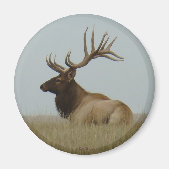 E5 Bull Elk Big Bull Magnet (Framsidan)