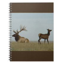 E5 Bull Elk och Yearling