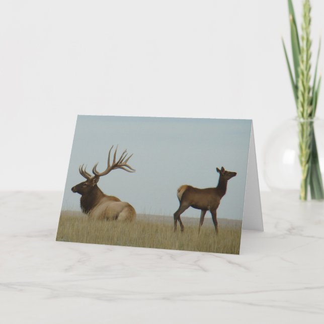 E5 Bull Elk och Yearling Kort (Framsida)