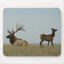 E5 Bull Elk och Yearling