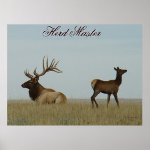 E5 Bull Elk och Yearling Poster