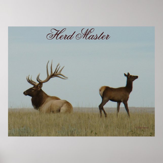 E5 Bull Elk och Yearling Poster (Framsidan)