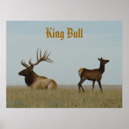 E5 Bull Elk och Yearling Poster